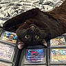Azuki is registered to the contest to win money with this photo: black_cat, cat, pet, trading_cards, card_collection, bed, blanket, plastic_sleeves, upside_down, wide_eyes, fangs, indoor, cute, curious, feline, animal, playing, resting, colorful, hobby