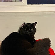 Azuki joined the competition — help win amazing prizes! black_cat, cat, fluffy, pet, indoor, red_cushion, window, reflection, wall, fur, animal, domestic_cat, resting, cozy, feline, cute, mischievous, relaxed, yellow_eyes, portrait