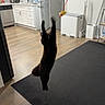 Azuki joined the competition — help win amazing prizes! cat, black_cat, jumping, toy, kitchen, floor, rug, cabinet, trash_bin, door, home_interior, wood_floor, appliance, pet, playful, indoor, furniture, animal, motion_blur, domestic