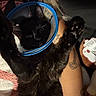 cat, black_cat, cone, pet, animal, paw, tattoo, arm, person, indoor, blanket, plush_toy, fur, curious, raised_paws, cozy, closeup, resting, domestic_animal, companion