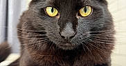Azuki joined the competition — help win amazing prizes! black_cat, cat, yellow_eyes, pet, feline, whiskers, ears, paw, fur, close_up, portrait, indoor, curtain, tile_wall, animal, looking_at_camera, domestic_cat, mammal, cute, resting