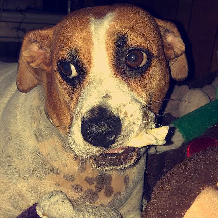 Krypto is registered to the contest to win money with this photo: american_foxhound, beagador, beagle, canidae, carnivore, companion_dog, dog, dog_breed, english_coonhound, eye, fawn, harrier, mammal, nose, puppy, rare_breed_dog, russell_terrier, snout, vertebrate, whiskers