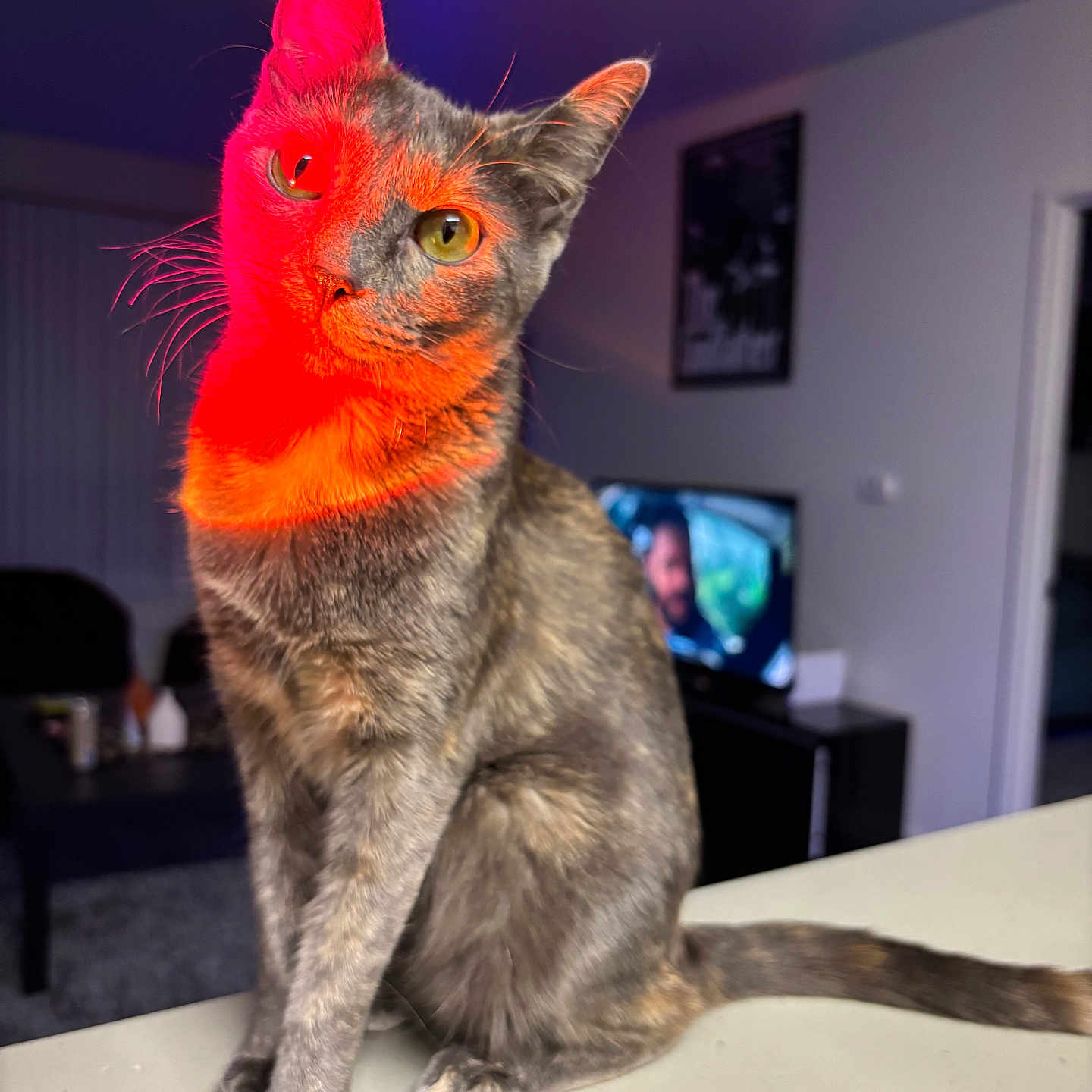 Jirah joined the competition — help win amazing prizes! animal, blurred_background, cat, countertop, cozy, curious, domestic, ears, feline, furniture, indoor, living_room, night, pet, portrait, red_light, sitting, tail, television, whiskers