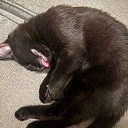 Olive joined the competition — help win amazing prizes! animal, black_cat, cat, cozy, curled_up, cute, domestic_cat, fabric, fur, indoor, napping, paw, pet, relaxed, resting, sleeping_cat, tail, texture, tongue_out, whiskers