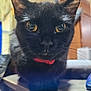 cat, black_cat, close_up, indoor, pet, animal, yellow_eyes, collar, whiskers, fur, face, curious, domestic_cat, table, wood, blurry_background, portrait, feline, cute
