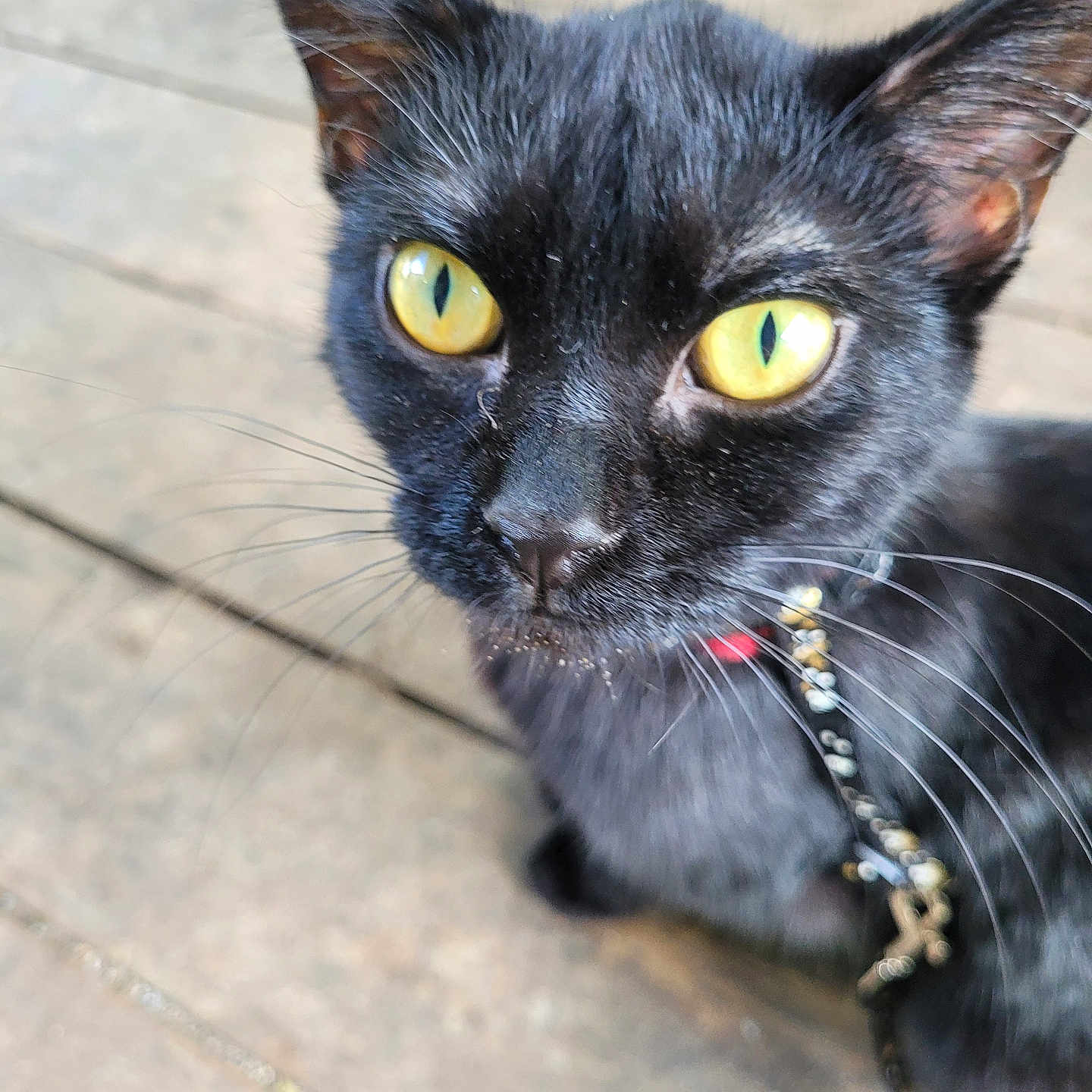Burnadette joined the competition — help win amazing prizes! animal, black_cat, cat, close_up, collar, curious, domestic_cat, ears, face, feline, fur, indoor, looking, pet, portrait, sitting, whiskers, wooden_floor, yellow_eyes, young_cat