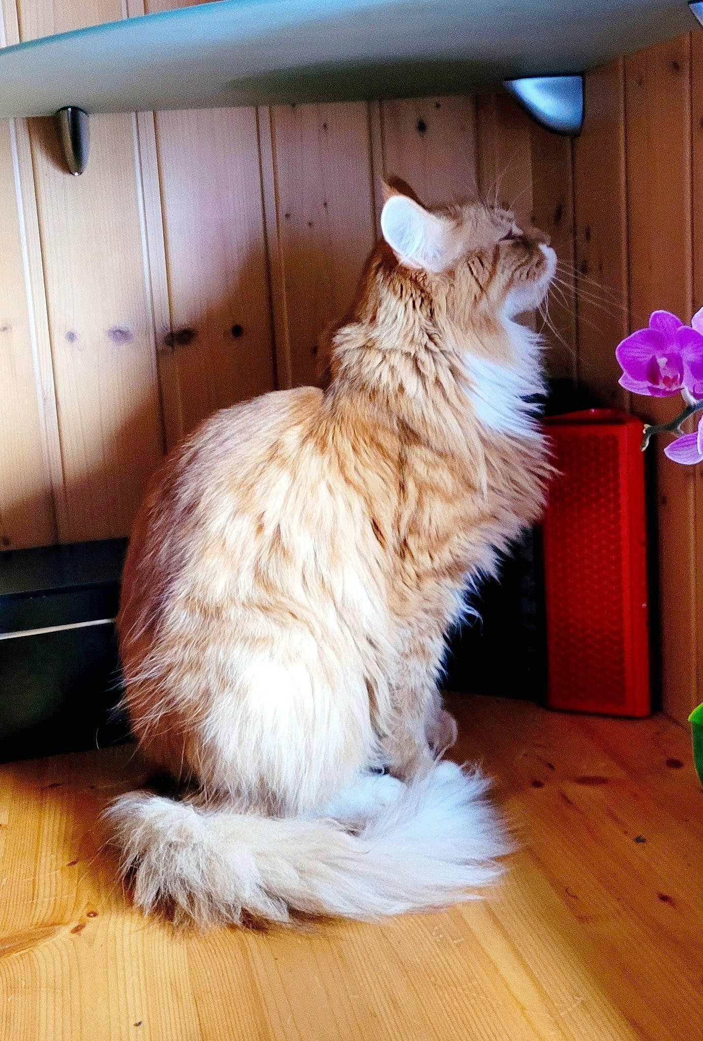 Pepsi Et Simba a rejoint le concours — aidez-le/la à gagner de superbes lots ! british_longhair, cabinetry, carnivore, cat, comfort, companion_dog, fawn, felidae, floor, flooring, fur, hardwood, laminate_flooring, small_to_medium_sized_cats, tail, varnish, whiskers, wood, wood_flooring, wood_stain