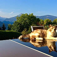 Bibouche participe au concours pour gagner de l'argent avec cette photo : cat, reflection, outdoor, table, mountains, trees, nature, sunlight, sky, greenery, relaxation, animal, pet, daytime, scenery, chair, fur, resting, peaceful, landscape
