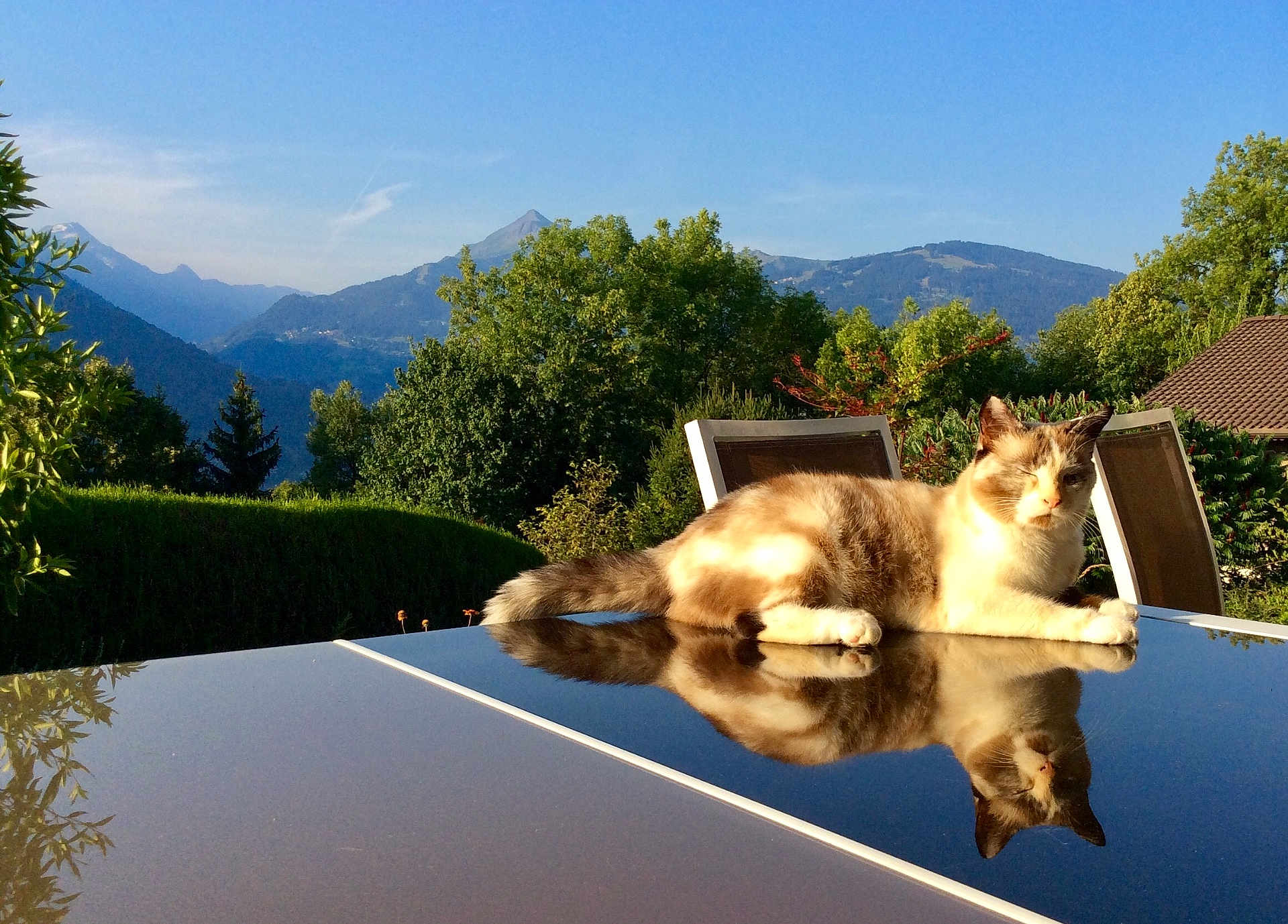 Bibouche participe au concours pour gagner de l'argent avec cette photo : cat, reflection, outdoor, table, mountains, trees, nature, sunlight, sky, greenery, relaxation, animal, pet, daytime, scenery, chair, fur, resting, peaceful, landscape