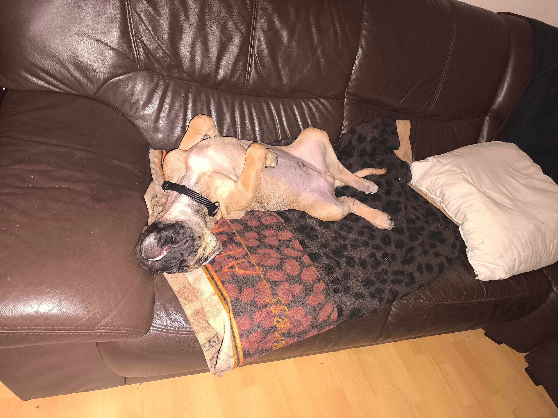 Thor participe au concours pour gagner de l'argent avec cette photo : dog, brown_leather_couch, blanket, white_pillow, wooden_floor, pet, relaxed, indoor, sleeping, upside_down, fur, collar, muzzle, paw, snout, canine, domestic_animal, resting, comfortable, living_room