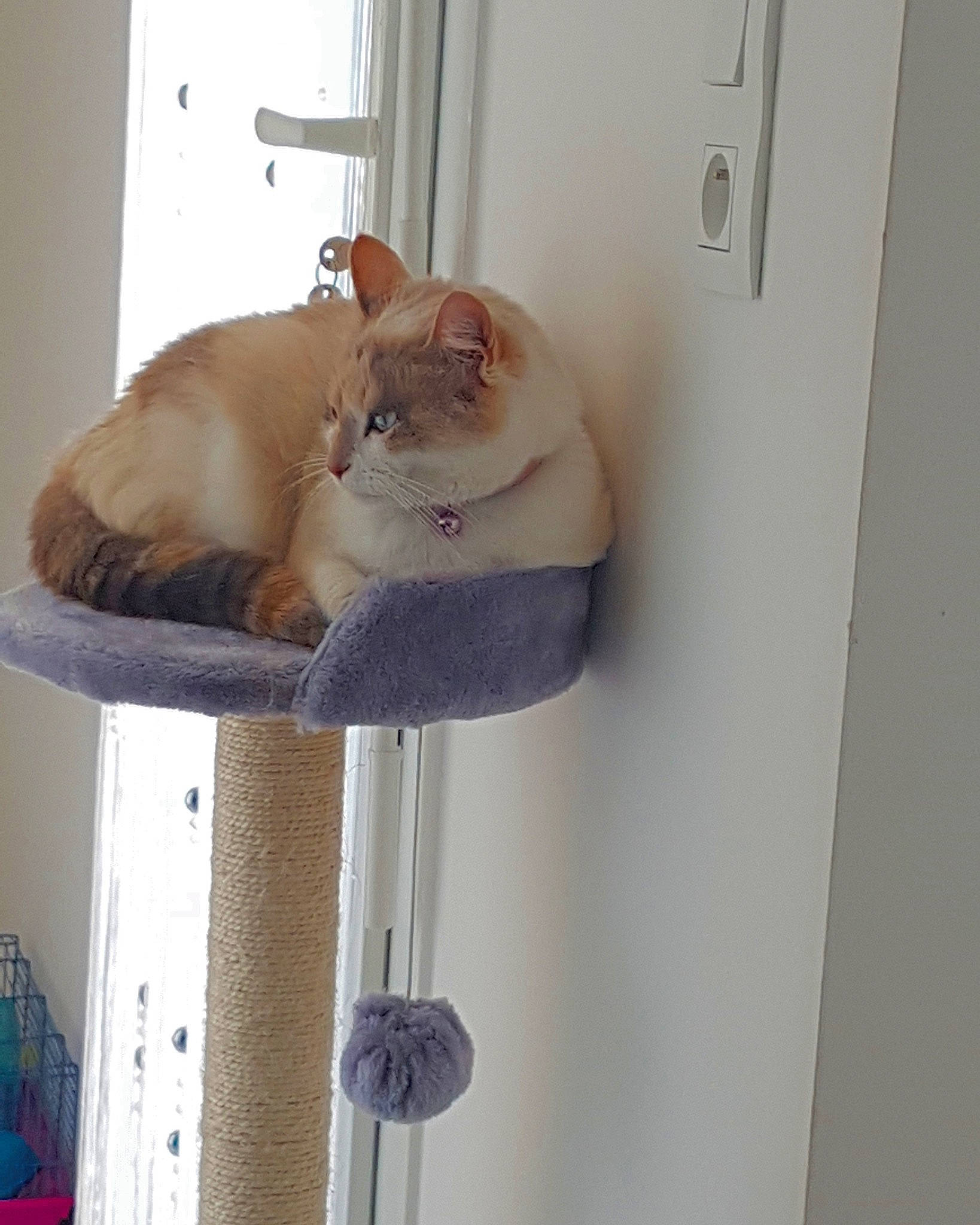 Anna a rejoint le concours — aidez-le/la à gagner de superbes lots ! carnivore, cat, domestic_short_haired_cat, european_shorthair, fawn, felidae, fur, kitten, polydactyl_cat, small_to_medium_sized_cats, tail, tonkinese, whiskers