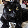 black_cat, cat, pet, feline, green_eyes, whiskers, fur, animal, portrait, close_up, sitting, lying_down, towel, sofa, indoor, home, cozy, alert, glossy_coat, photography