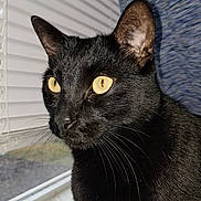 Grizz. is registered to the contest to win money with this photo: cat, black_cat, animal, pet, window, blinds, curtain, whiskers, face, fur, indoor, closeup, yellow_eyes, domestic_cat, mammal, looking, portrait, sitting, feline, alert