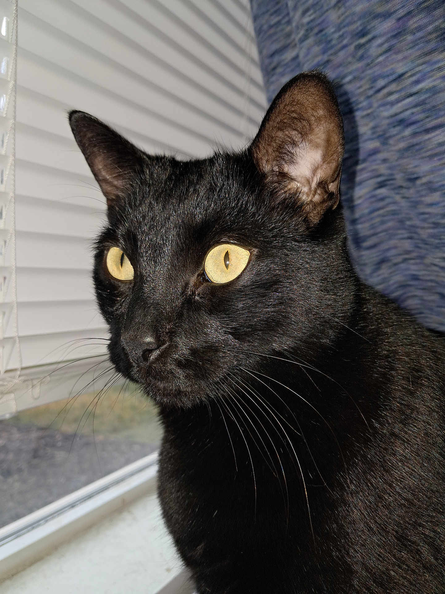 Grizz. is registered to the contest to win money with this photo: cat, black_cat, animal, pet, window, blinds, curtain, whiskers, face, fur, indoor, closeup, yellow_eyes, domestic_cat, mammal, looking, portrait, sitting, feline, alert