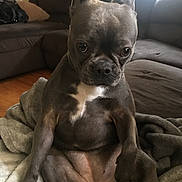 Sky is registered to the contest to win money with this photo: canidae, carnivore, comfort, companion_dog, couch, dog, dog_breed, ear, fawn, felidae, liver, luggage_and_bags, snout, sofa_bed, sporting_group, terrestrial_animal, toy_dog, whiskers, working_animal, wrinkle