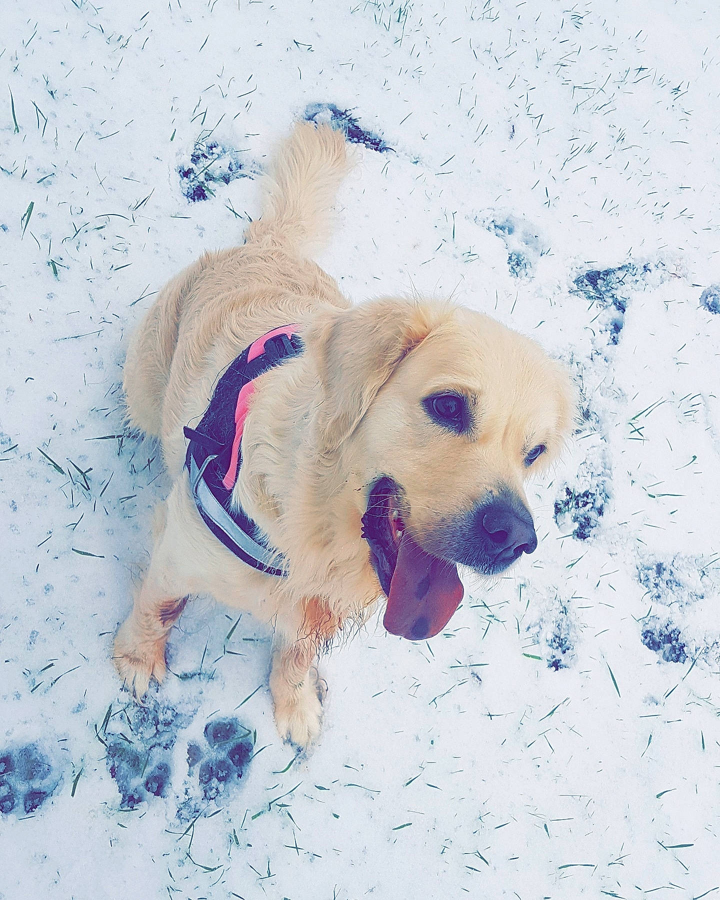 Louna a rejoint le concours — aidez-le/la à gagner de superbes lots ! ball, carnivore, collar, companion_dog, dog, dog_breed, dog_collar, dog_supply, fawn, football, gun_dog, paw, pet_supply, plant, retriever, snout, snow, tail, winter, working_animal