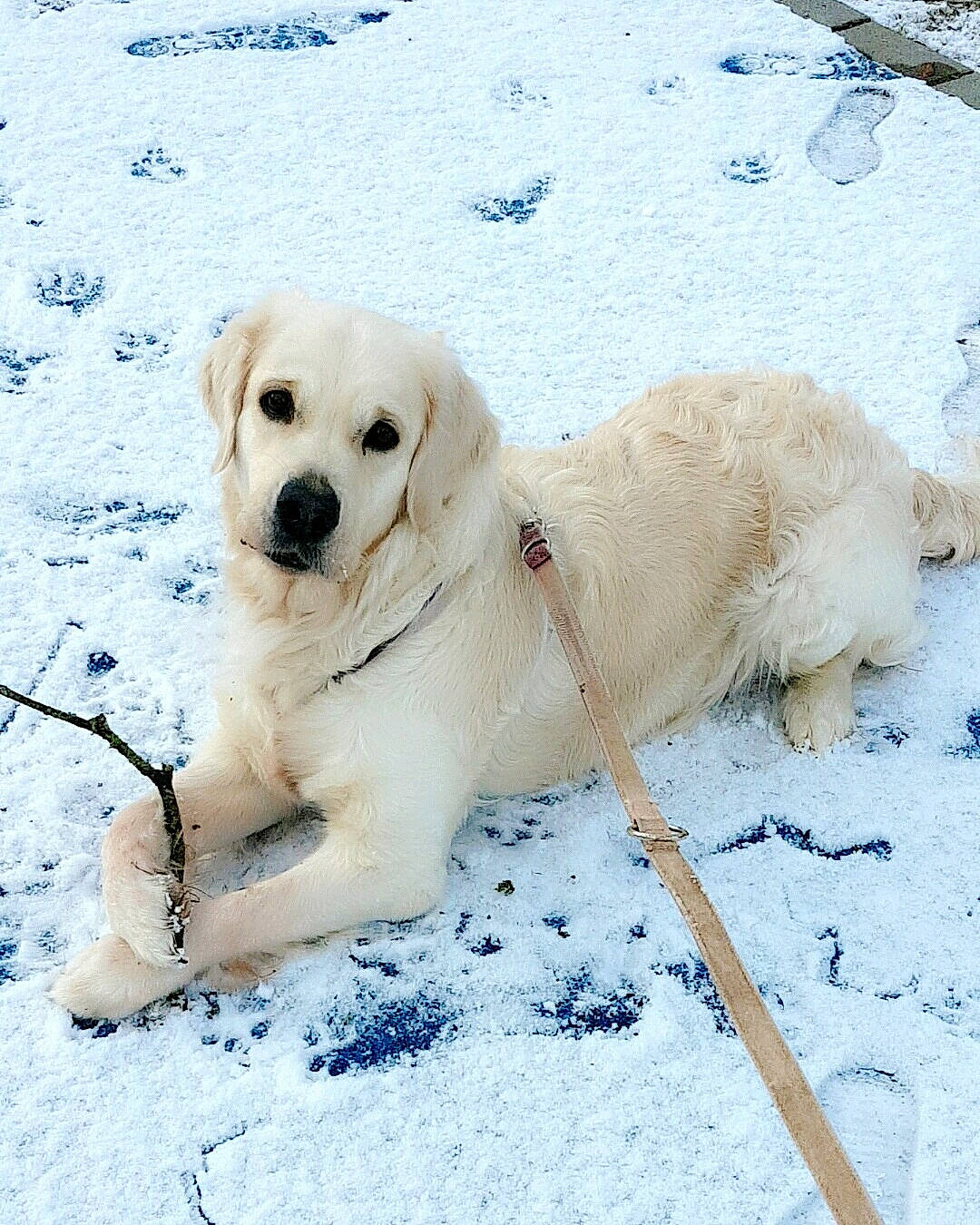 Louna a rejoint le concours — aidez-le/la à gagner de superbes lots ! canidae, carnivore, collar, companion_dog, dog, dog_breed, dog_collar, fawn, freezing, fur, paw, pet_supply, retriever, snout, snow, sporting_group, terrestrial_animal, winter, working_animal