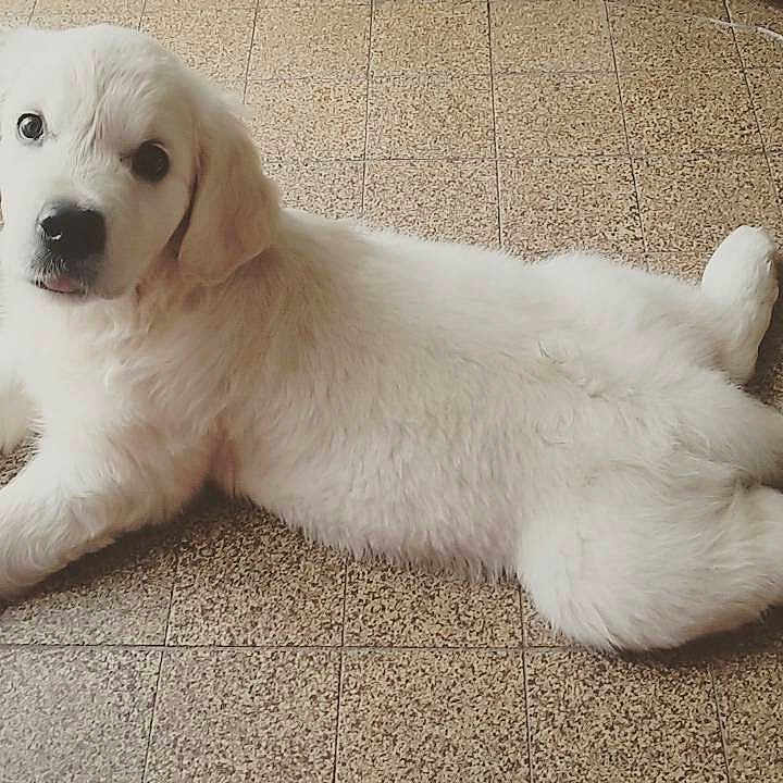Louna