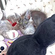 Nala participe au concours pour gagner de l'argent avec cette photo : kitten, cat, plush_toy, bed, bedding, pattern, stuffed_animal, silver_bear, 2020, curious, furry, indoor, soft, cozy, sleeping_area, toy, animal, pet, cute, resting