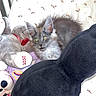 kitten, cat, plush_toy, bed, bedding, pattern, stuffed_animal, silver_bear, 2020, curious, furry, indoor, soft, cozy, sleeping_area, toy, animal, pet, cute, resting