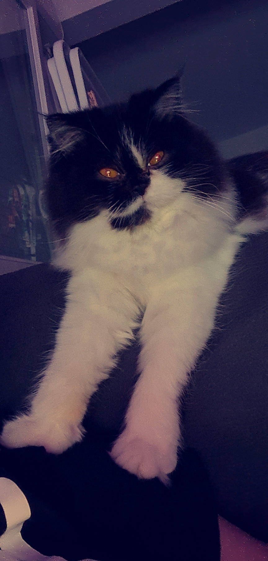 Maes a rejoint le concours — aidez-le/la à gagner de superbes lots ! carnivore, cat, claw, domestic_short_haired_cat, electric_blue, eye, felidae, foot, fur, hair, head, human_body, iris, paw, sitting, small_to_medium_sized_cats, snout, tail, terrestrial_animal, whiskers