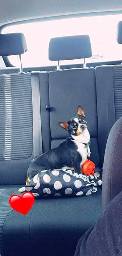 Ruby participe au concours pour gagner de l'argent avec cette photo : canidae, carnivore, comfort, companion_dog, dog, dog_breed, dog_supply, fruit, grey, mammal, natural_foods, pet_supply, sitting, snapshot, snout, sporting_group, tail, toy_dog, vehicle_door, window