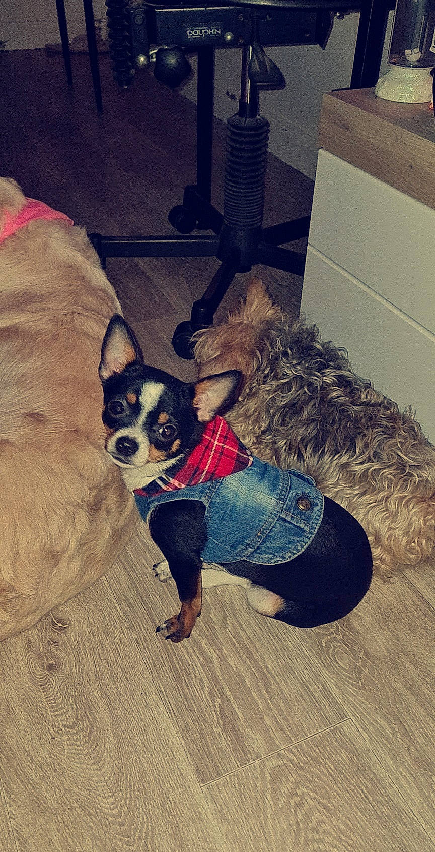 Ruby a rejoint le concours — aidez-le/la à gagner de superbes lots ! canidae, carnivore, companion_dog, dog, dog_breed, dog_clothes, dog_supply, eyewear, fawn, floor, flooring, fur, goggles, sporting_group, square, sunglasses, toy_dog, vertebrate, wood, working_animal