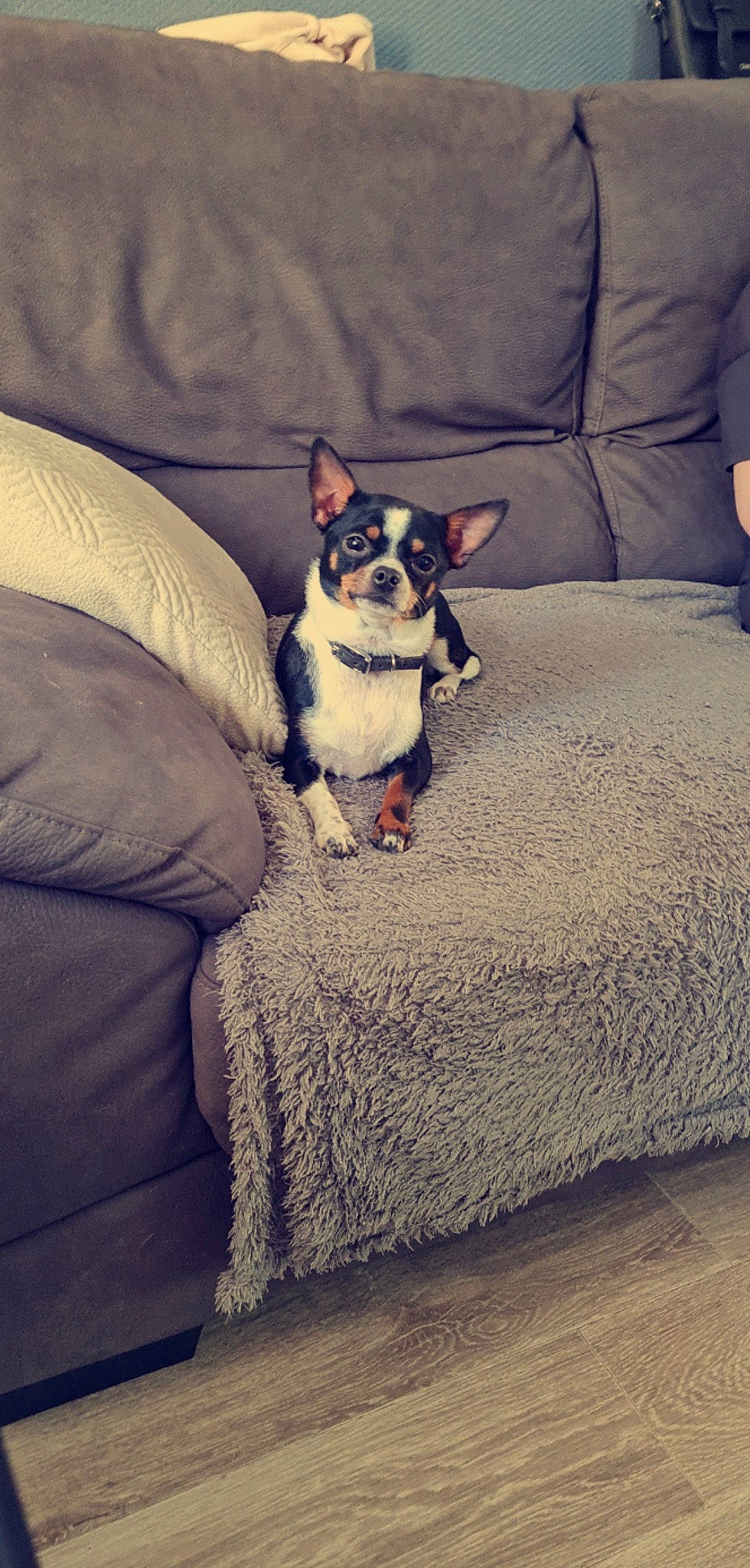 Ruby a rejoint le concours — aidez-le/la à gagner de superbes lots ! carnivore, comfort, companion_dog, couch, dog, dog_breed, dog_supply, fawn, felidae, furniture, grey, linens, pillow, sitting, snout, sporting_group, terrier, toy_dog, whiskers, working_animal