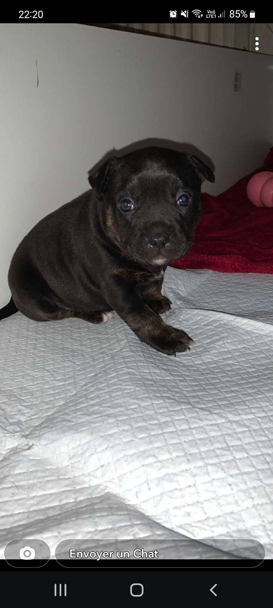 Naya participe au concours pour gagner de l'argent avec cette photo : borador, canidae, carnivore, comfort, companion_dog, dog, dog_breed, fawn, flooring, fur, grey, guard_dog, liver, non_sporting_group, snout, sporting_group, terrestrial_animal, toy_dog, whiskers, working_animal