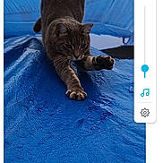 Saphir a rejoint le concours — aidez-le/la à gagner de superbes lots ! alert, animal, blue_surface, cat, claws, closeup, feline, focused, fur, green_background, mammal, nature, outdoor, paw, pet, playful, stretching, trampoline, whiskers, young_cat