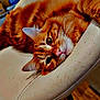 cat, ginger_cat, tabby, pet, animal, feline, whiskers, chair, indoor, relaxing, fur, closeup, cute, domestic_cat, mammal, resting, orange, pink_nose, ears, face
