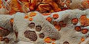 Nero joined the competition — help win amazing prizes! cat, orange_cat, sleeping, blanket, paw_prints, basket, cozy, fur, pet, resting, indoor, cute, animal, soft, comfort, nap, warm, texture, closeup, peaceful