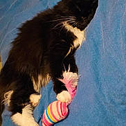 Pennie is registered to the contest to win money with this photo: cat, black_and_white, toy, striped, feathers, blue_blanket, pet, feline, relaxed, sleeping, paw, whiskers, indoor, cute, cozy, fur, animal, resting, domestic_cat, playful