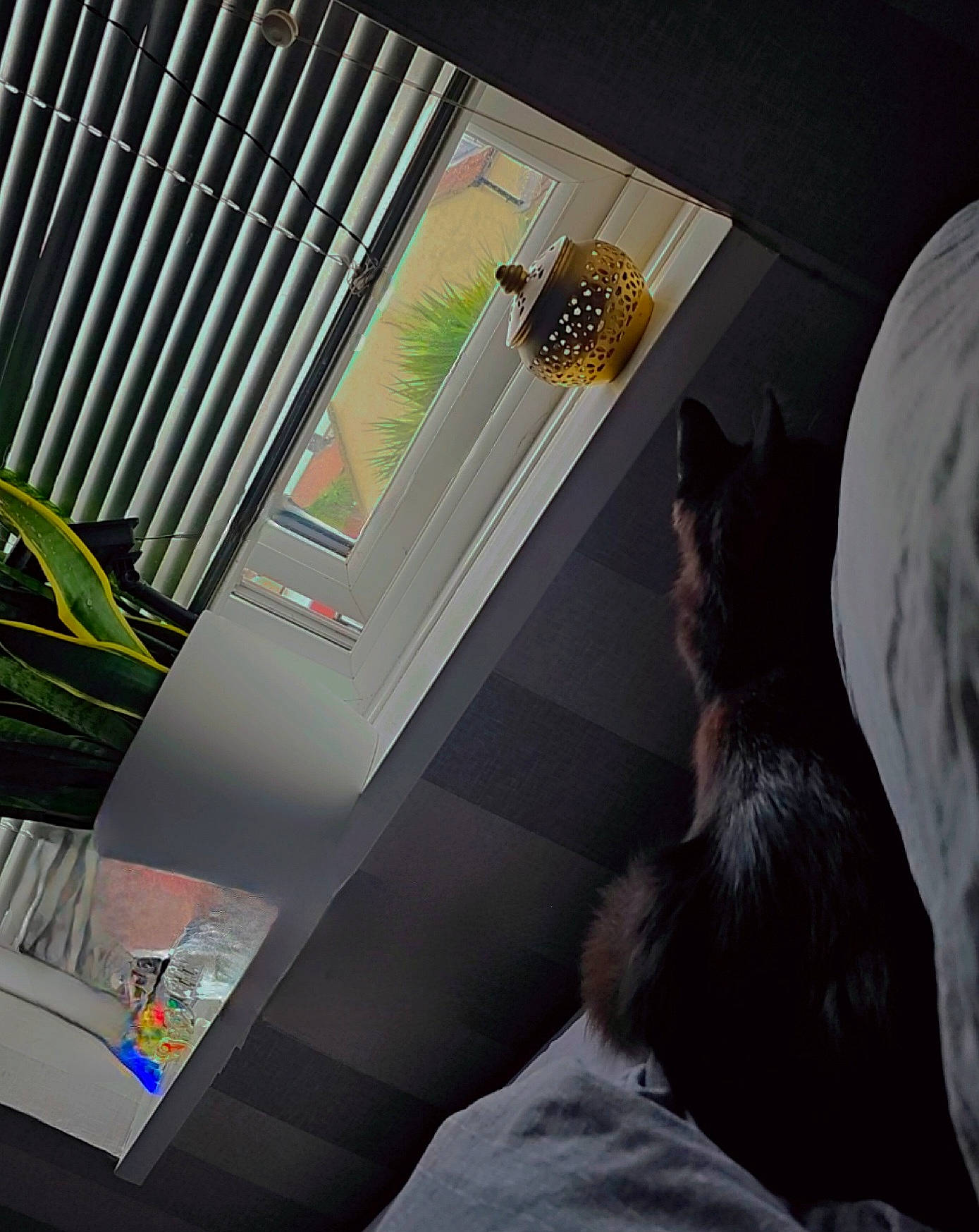 Pennie is registered to the contest to win money with this photo: automotive_design, bed, carnivore, cat, ceiling, comfort, companion_dog, domestic_short_haired_cat, felidae, flooring, fur, glass, interior_design, linens, room, small_to_medium_sized_cats, tail, textile, tints_and_shades, whiskers