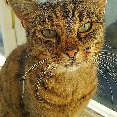 Jessy