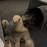Bruno is registered to the contest to win money with this photo: animal, black, brown, carpet, cozy, curious, cute, dog, face, fluffy, furniture, home, indoor, lying_down, paw, pet, puppy, relaxed, sofa, table