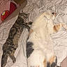 animal, bed, blanket, calico_cat, cat, comfort, cozy, cute, domestic_cat, feline, fur, indoor, paws, pet, relaxing, resting, sleeping, soft, tabby_cat, whiskers