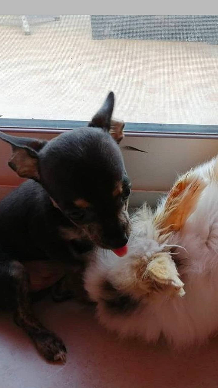 Pep'S participe au concours pour gagner de l'argent avec cette photo : canidae, carnivore, chihuahua, chinese_crested_dog, companion_dog, dog, dog_breed, ear, fawn, mammal, miniature_pinscher, prazsky_krysarik, puppy, russkiy_toy, snout, toy_dog