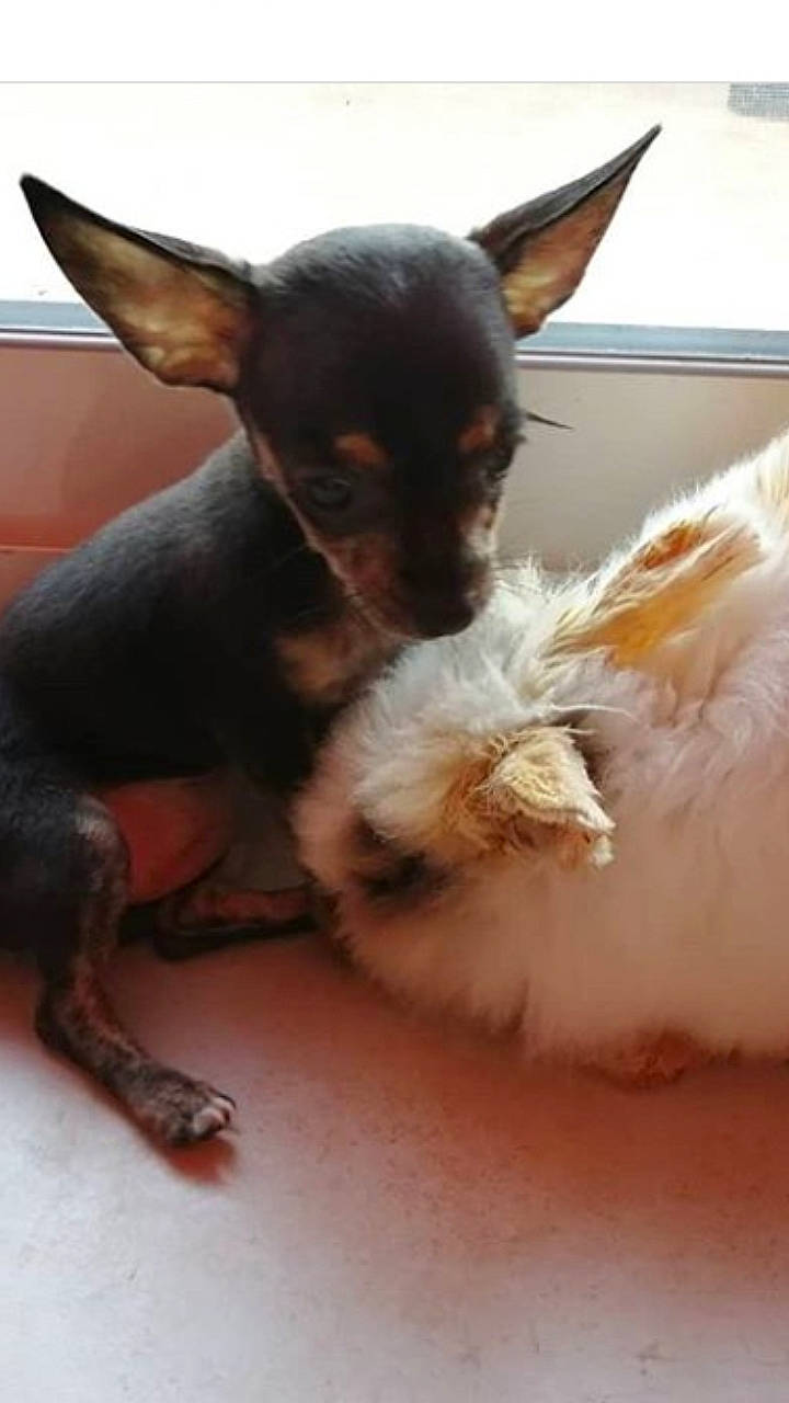 Pep'S a rejoint le concours — aidez-le/la à gagner de superbes lots ! canidae, carnivore, chihuahua, companion_dog, dog, dog_breed, ear, english_toy_terrier, fawn, mammal, miniature_pinscher, prazsky_krysarik, puppy, russkiy_toy, small_terrier, snout, terrier, toy_dog, toy_fox_terrier, vertebrate