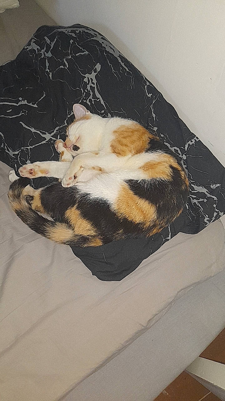 Pichu participe au concours pour gagner de l'argent avec cette photo : bed, brown, carnivore, cat, comfort, dog_breed, domestic_short_haired_cat, fawn, felidae, fur, linens, mammal, paw, room, small_to_medium_sized_cats, tail, terrestrial_animal, vertebrate, whiskers, wood