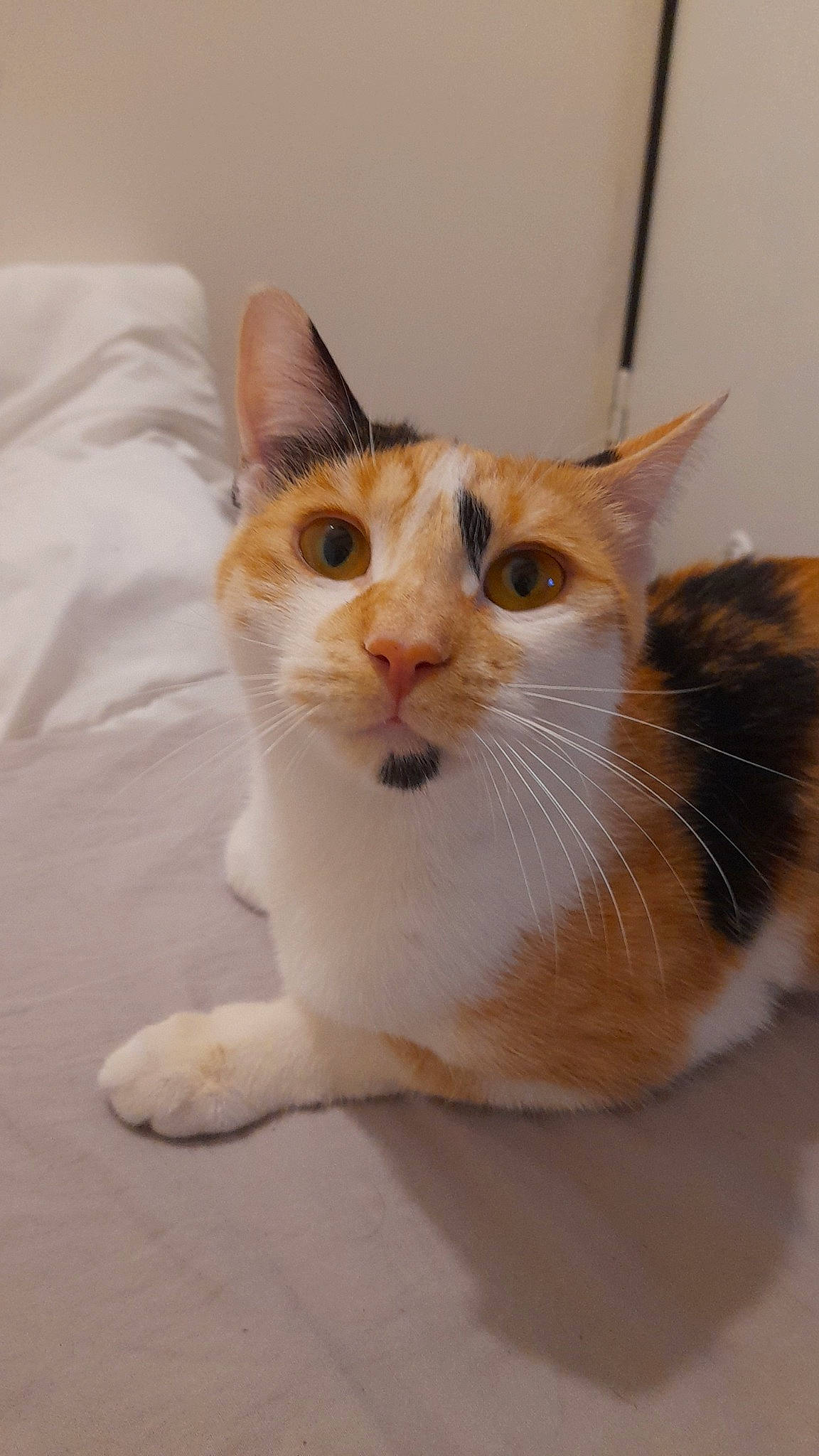 Pichu participe au concours pour gagner de l'argent avec cette photo : carnivore, cat, domestic_short_haired_cat, fawn, felidae, fur, small_to_medium_sized_cats, tail, terrestrial_animal, whiskers