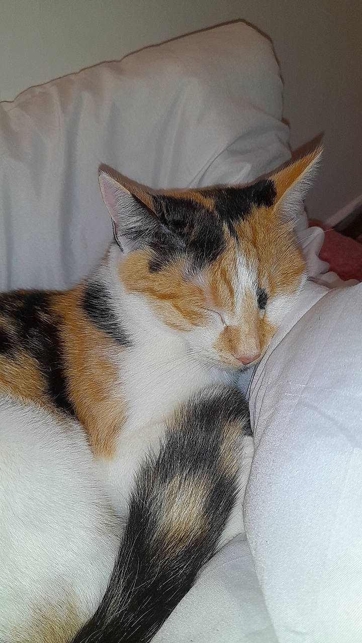 Pichu participe au concours pour gagner de l'argent avec cette photo : carnivore, cat, comfort, domestic_short_haired_cat, felidae, fur, nap, paw, small_to_medium_sized_cats, snout, tail, whiskers