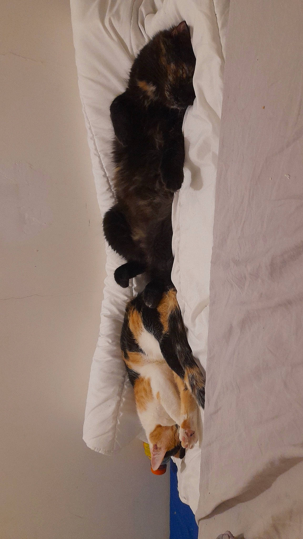 Pichu a rejoint le concours — aidez-le/la à gagner de superbes lots ! elbow, fashion_accessory, fashion_design, feather, fur, human_leg, knee, linens, plant, room, shadow, sleeve, tail, thigh, tree, twig, wood