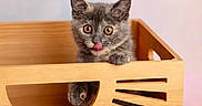 Coconut joined the competition — help win amazing prizes! kitten, cat, wooden_crate, pet, animal, cute, feline, tongue_out, playful, indoor, soft_lighting, pastel_background, curious, young_animal, paw, wood, pattern, small_animal, adorable, pet_portrait
