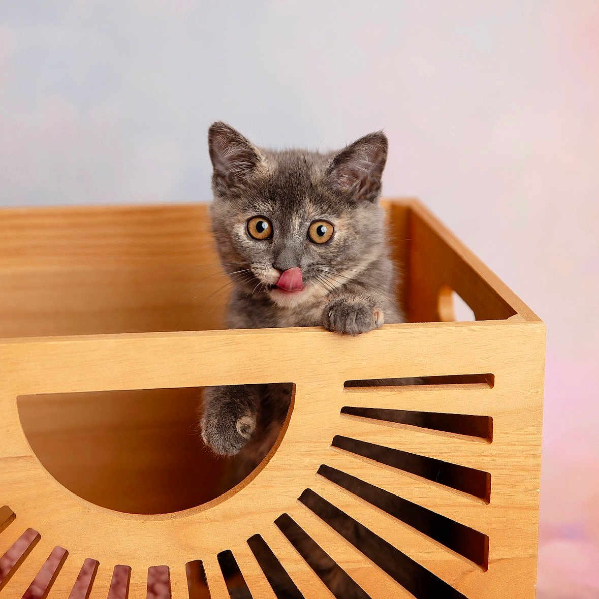 Coconut joined the competition — help win amazing prizes! adorable, animal, cat, curious, cute, feline, indoor, kitten, pastel_background, pattern, paw, pet, pet_portrait, playful, small_animal, soft_lighting, tongue_out, wood, wooden_crate, young_animal