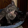 Coconut is registered to the contest to win money with this photo: black_cat, blue_perch, cat, cat_tree, cats, closeup, cozy, ears, feline, fur, gray_cat, grooming, indoor, paw, pets, resting, sleeping, snuggling, tongue, wood_background