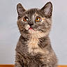 Coconut is registered to the contest to win money with this photo: adorable, animal, cat, closeup, cute, domestic, ears, eyes, feline, fur, indoor, kitten, looking_up, mammal, pet, portrait, small, soft, whiskers, young