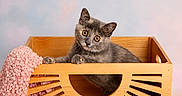 Coconut joined the competition — help win amazing prizes! animal, cat, cozy, curious, cute, decor, feline, gray_cat, indoor, kitten, orange_eyes, pet, photography, pink_blanket, playful, portrait, resting, soft_background, studio, wooden_crate