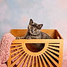 Coconut joined the competition — help win amazing prizes! kitten, cat, gray_cat, wooden_crate, pink_blanket, cozy, indoor, pet, animal, cute, feline, portrait, studio, soft_background, curious, orange_eyes, playful, resting, decor, photography