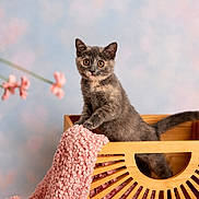 Coconut is registered to the contest to win money with this photo: animal, cat, cozy, curious, cute, decorative_flowers, domestic_cat, feline, fuzzy, indoor, kitten, orange_eyes, pastel_background, pet, pink_blanket, playful, small_pet, soft_texture, wooden_crate, young_cat